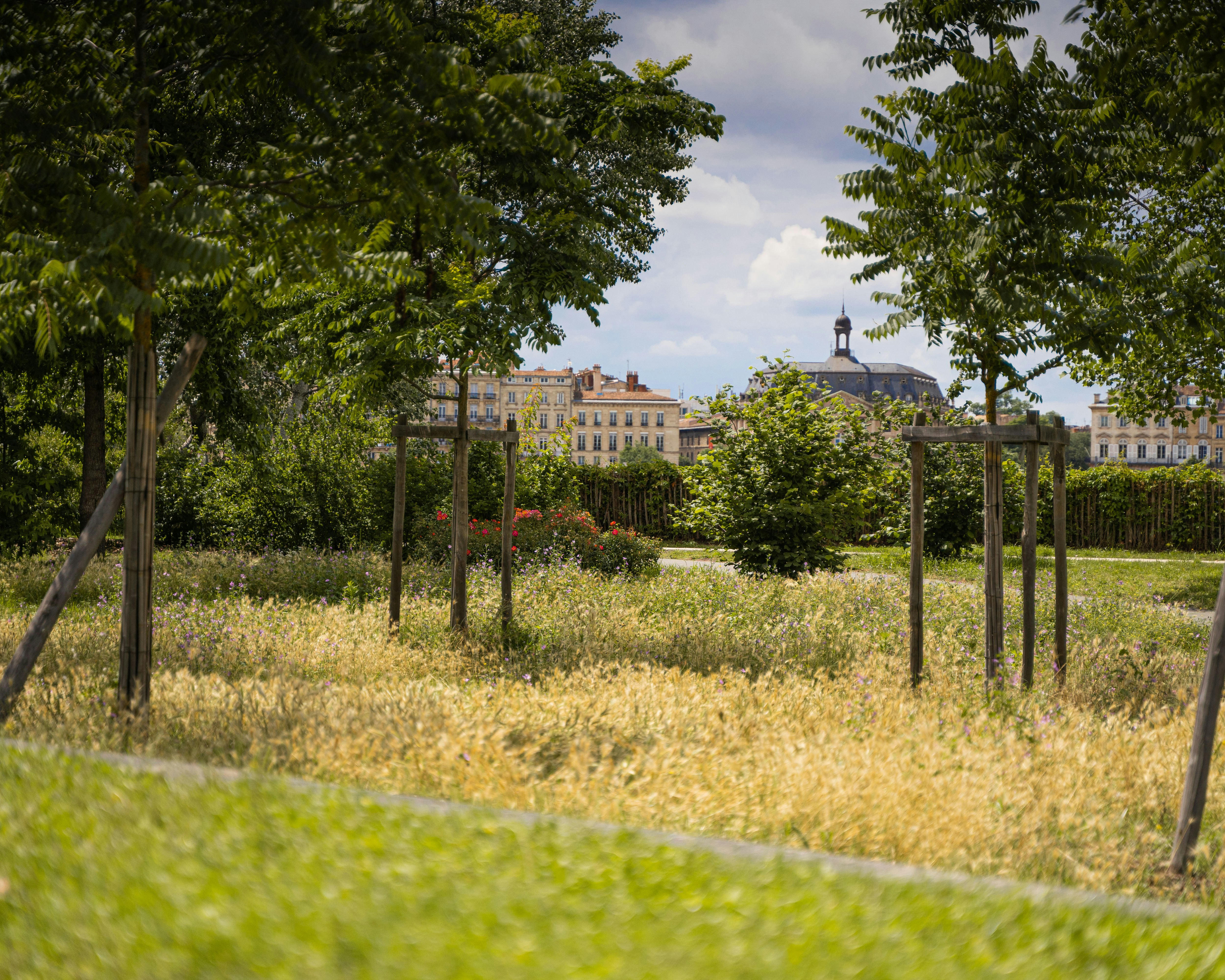 green trees on green grass field during daytime